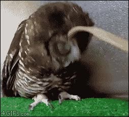 búho,rascar,me gusta