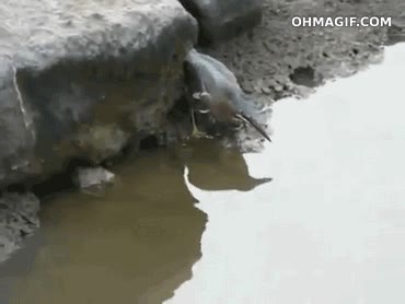 pescar,ave,pez,habilidad