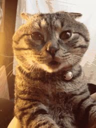 gordo,hamster,Gato inflado,inflarse