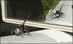 araña,moverse,brujería