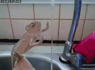 mojarse,grifo,agua,camaleón