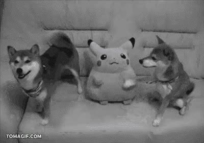 shiba inu,perros,Pikachu,chocar esos cinco,pokemon