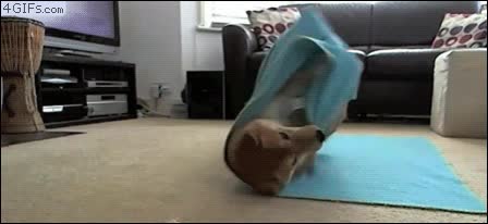 fácil,manta,abrigarse,perro,croqueta,suelo