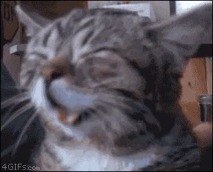 espalda,gato,risa,gracioso,risa felina