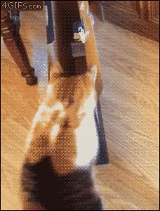 Éste parece un buen sitio para dormir quedarse,caja,entrar,gato,tremendo culo,fail