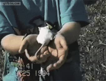 rata,águila,laboratorio,volar