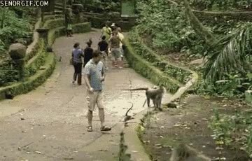 animales,monos,pasar,rato,chico,parque
