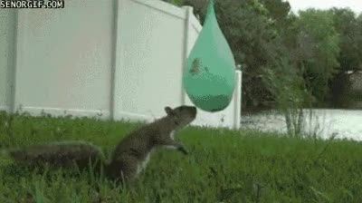 agua,explotar,globo,ardilla,morder