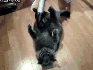 aspiradora,placer,gato,masajear