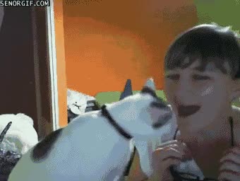 gafas,carantoña,hacer caso,gato,dueña