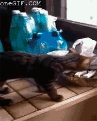 gato,problema,mirar,caerse