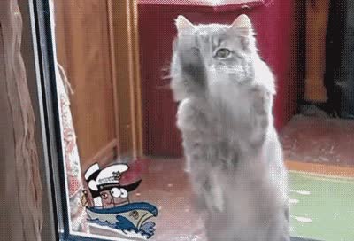 mierda esto no se quita,quitar,ventana,gato