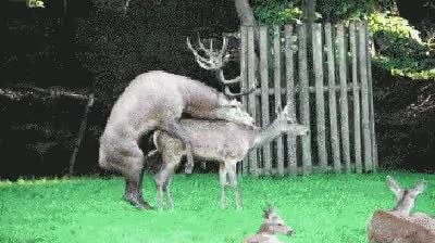 ciervo,reno,naturaleza,impulso,sex