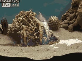 fuego,planta rara,tierra