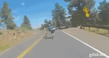 skate,la venganza de bambi,ciervo,choque