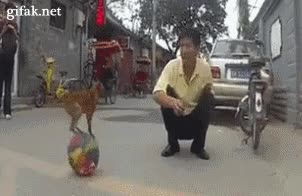 perro,perrito,chihuhua,pelota,equilibrio