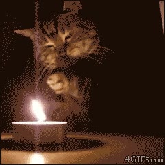 gato,vela,fuego,apagar
