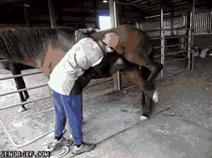 cómodo,rascar,caballo