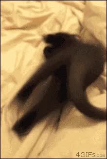 trolls,locura,gracia,gato,internet,expresion