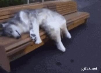 lobo,siesta,calle,banco