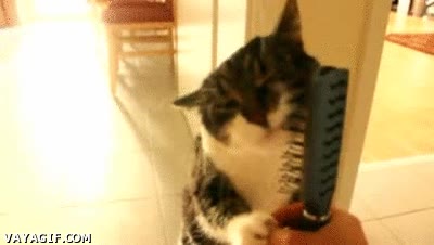 gato,presumido,peinar,peine