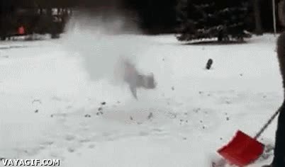perro,nieve,salto,backflip