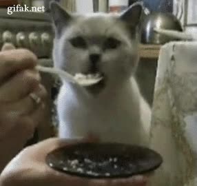 gato,papilla,comida,cuchara