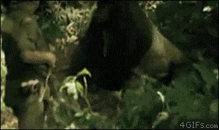 gorila,soldado