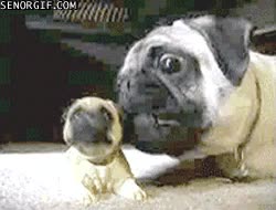 carlino,perro,clon,juguete,burla