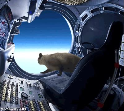 Felix Baumgartner,salto,redbull,gato,espacio,stratos