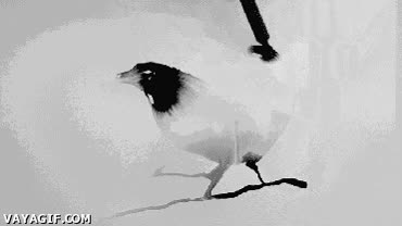 pajaro,ave,pajarillo,tinta,tintero