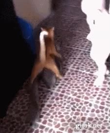 gato,perro,raro,vacilar,wtf,andar