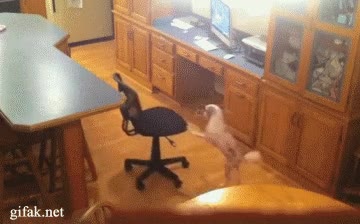 perro,astuto,inteligente,silla,comida,ayuda