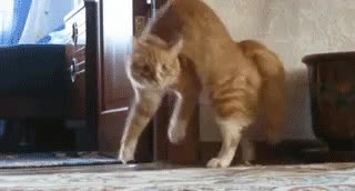 favor,escaqueo,gato,expresion