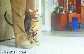 paso,zapatos,gato,andar