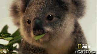 cute,adorable,cuco,hojas,comer