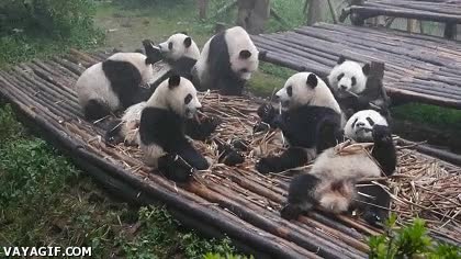 pandas,osos,oso panda,comer,grupo