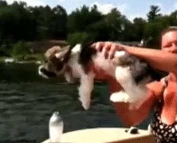 perro,nadar,agua