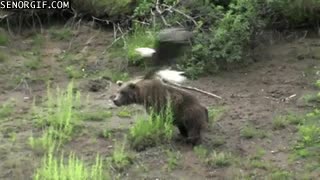 oso,águila,trolear,picoteo