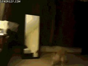 loco,contento,acelerado,perro,expresion