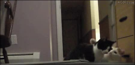 susto,dar,gatos,monadas