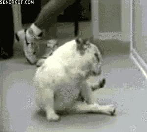 perro,breakdancing,bulldog