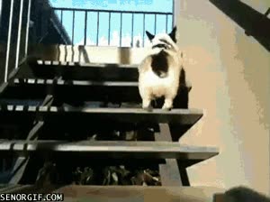 perro,subir,escaleras,saltar,mola