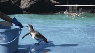 nadar,resbalon,derrape,pinguino,pescado,piscina