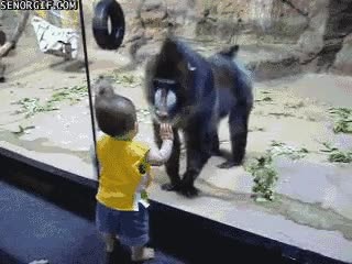 mono,mandril,niño,zoo