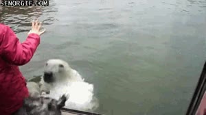 nadar,oso polar,susto,animal,perro,persona,agua