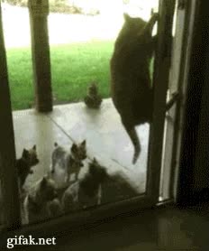 colaboracion,amigos,perros,gato,salto,abrir,ventana,puerta