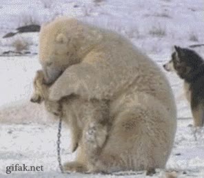 husky,perro,oso polar,abrazar,no soltar,peluche