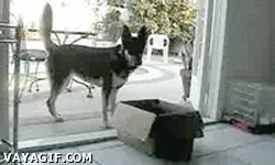 gato,caja,perro,pelea,lucha