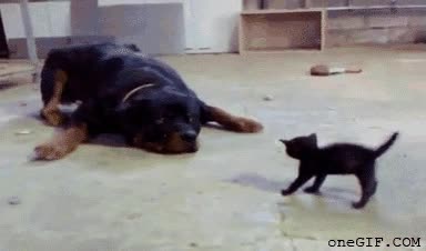 casa,mandar,líder,jefe,importar,tamaño,pes,gato